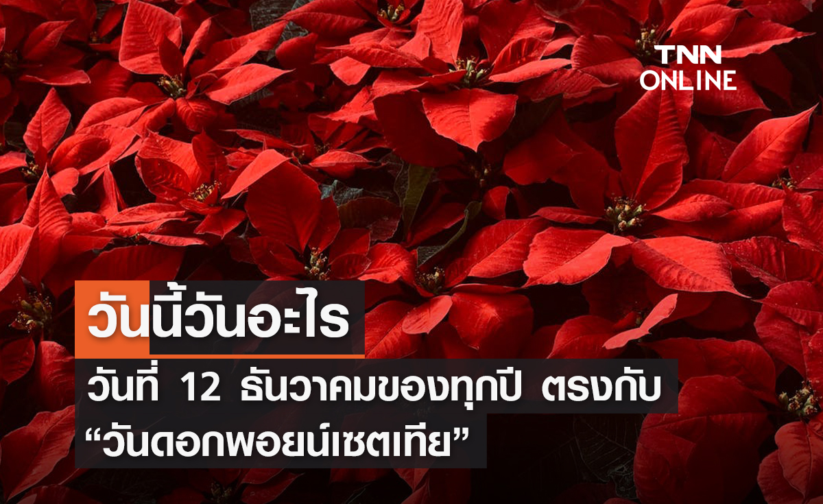 วันนี้วันอะไร 12 ธันวาคม ตรงกับ “วันดอกพอยน์เซตเทีย สัญลักษณ์ของเทศกาลคริสมาสต์” 