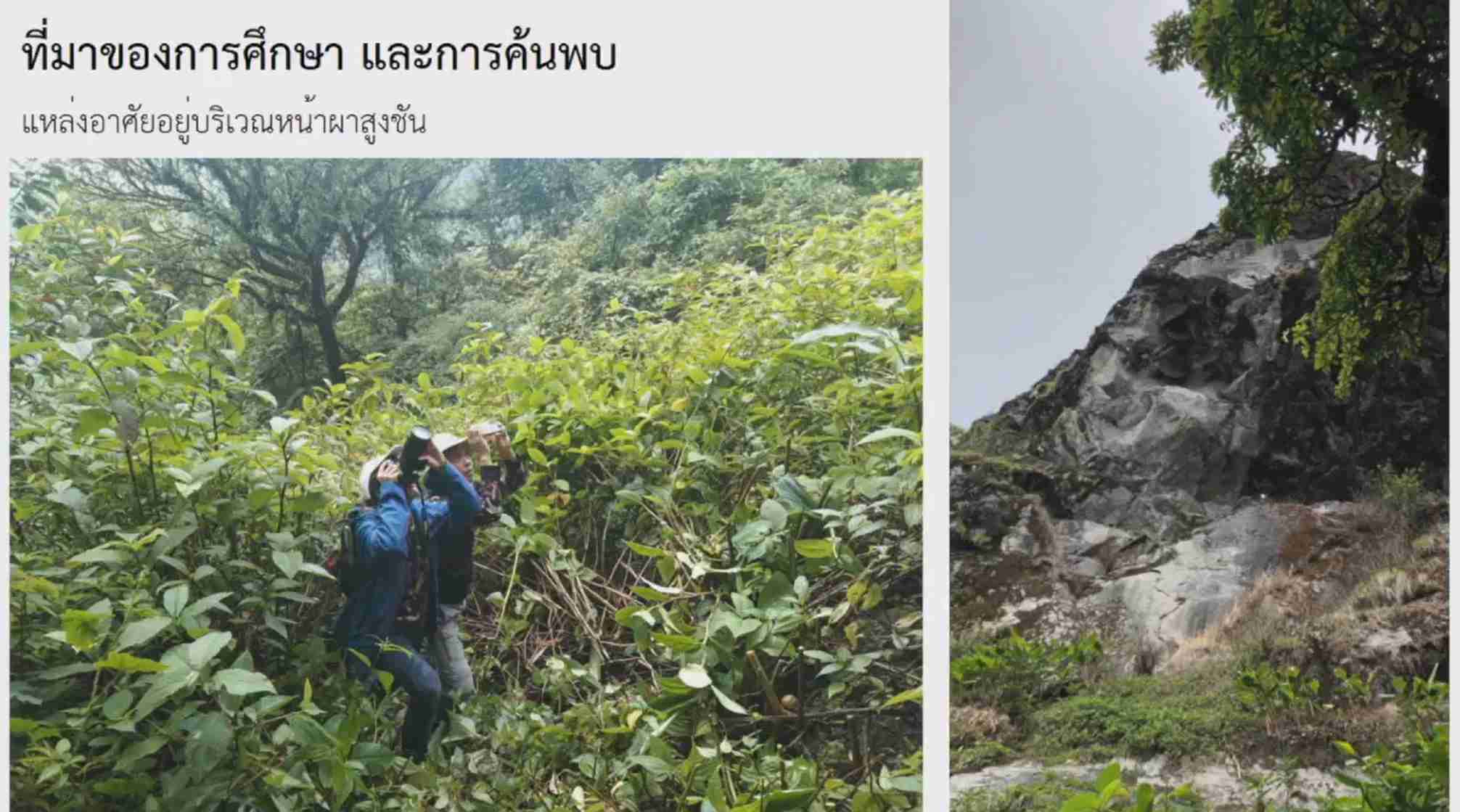 ครั้งแรกในไทย! กรมอุทยานแห่งชาติสัตว์ป่าฯ แถลงพบ ผึ้งหลวงหิมาลัย