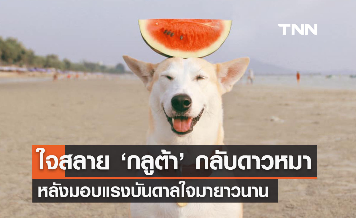 ใจหาย ‘กลูต้า’ กลับดาวหมา ชาวเน็ตอาลัย #GlutaStory ติดเทรนด์