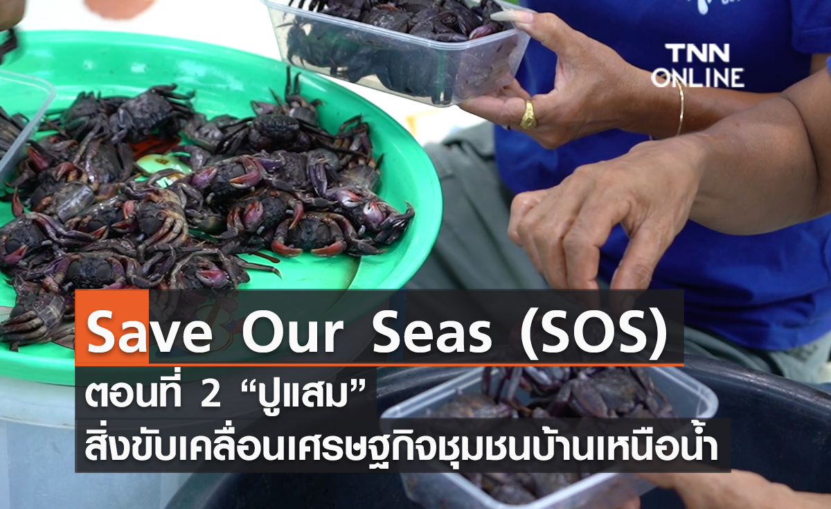 (คลิป) Save Our Seas (SOS) ตอนที่ 2 “ปูแสม” สิ่งขับเคลื่อนเศรษฐกิจชุมชนบ้านเหนือน้ำ