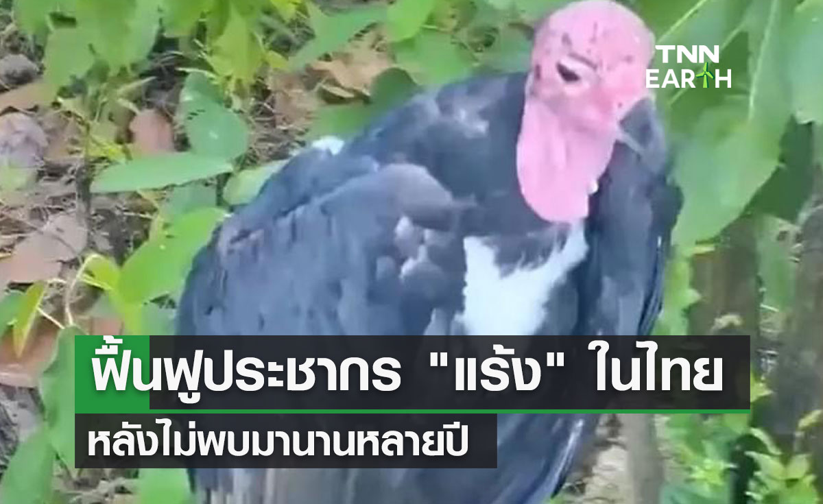 ฟื้นฟูประชากร "แร้ง" ในไทย หลังไม่พบมานานหลายปี