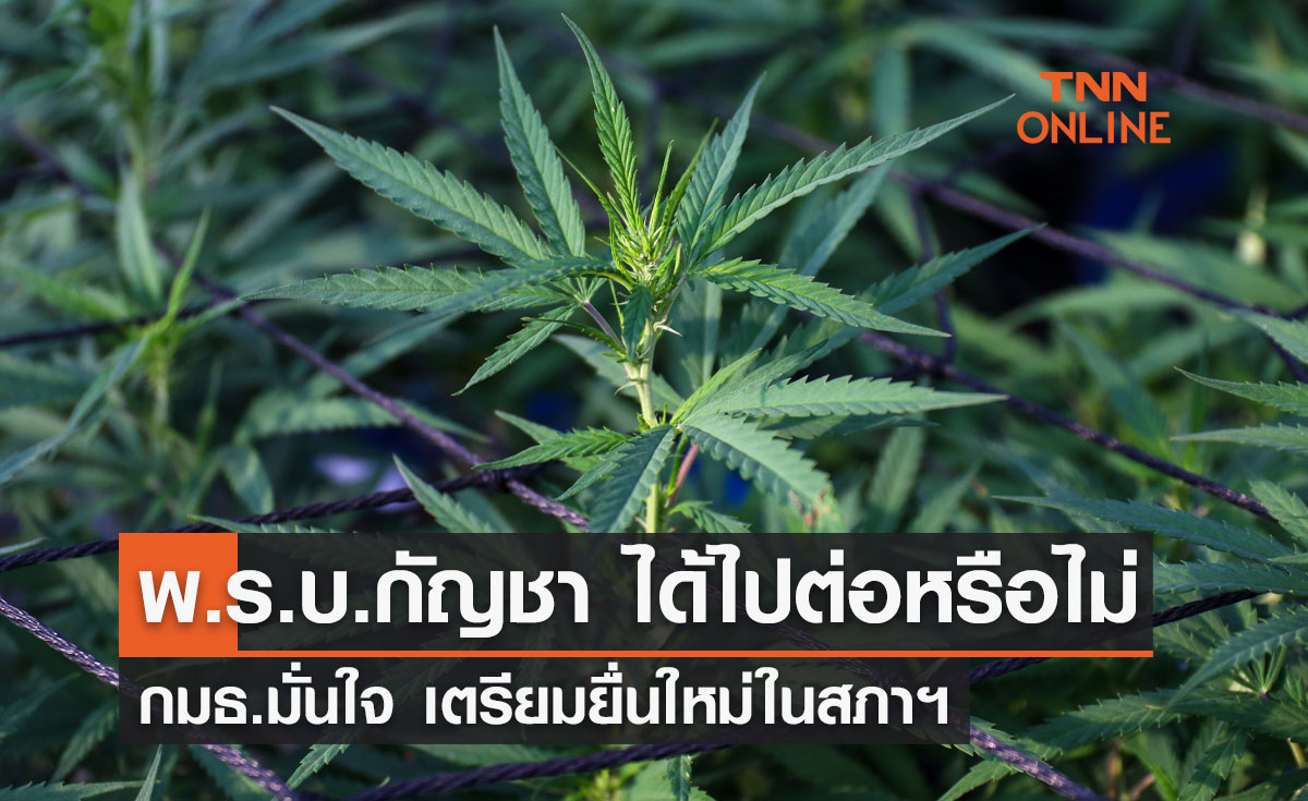 กมธ.มั่นใจ ร่างพ.ร.บ.กัญชาได้ไปต่อ? เตรียมยื่นใหม่ในสภาฯ 