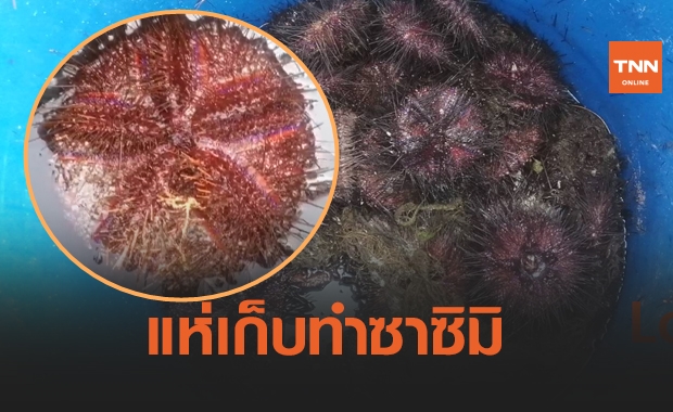 "เม่นทะเล" เกยตื้นหาดป่าตอง ชาวบ้านแห่เก็บทำซาซิมิ