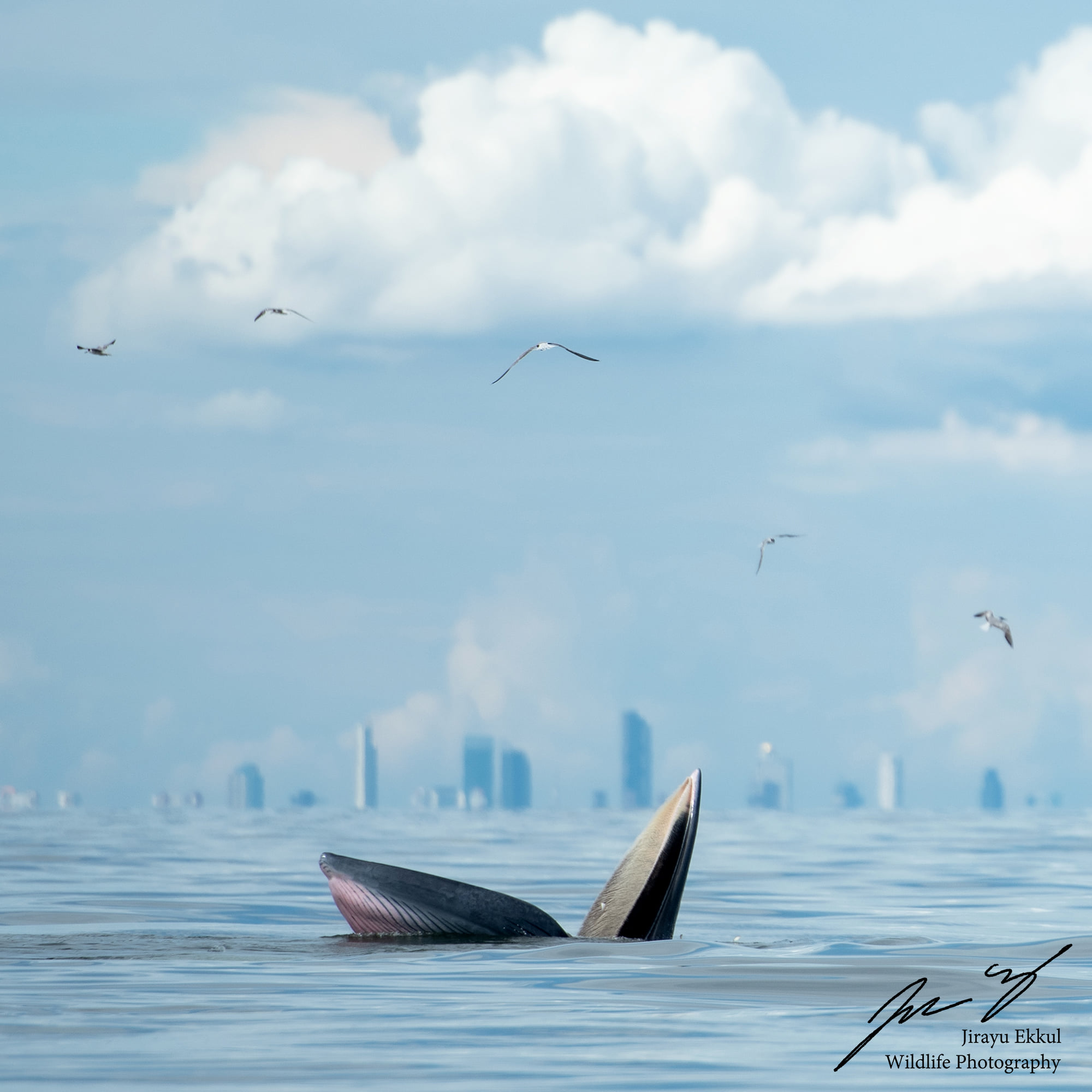 ภาพหาดูยาก! วาฬบรูด้า โผล่อ้าปาก พร้อมฉากหลังตึกสูงกรุงเทพฯ