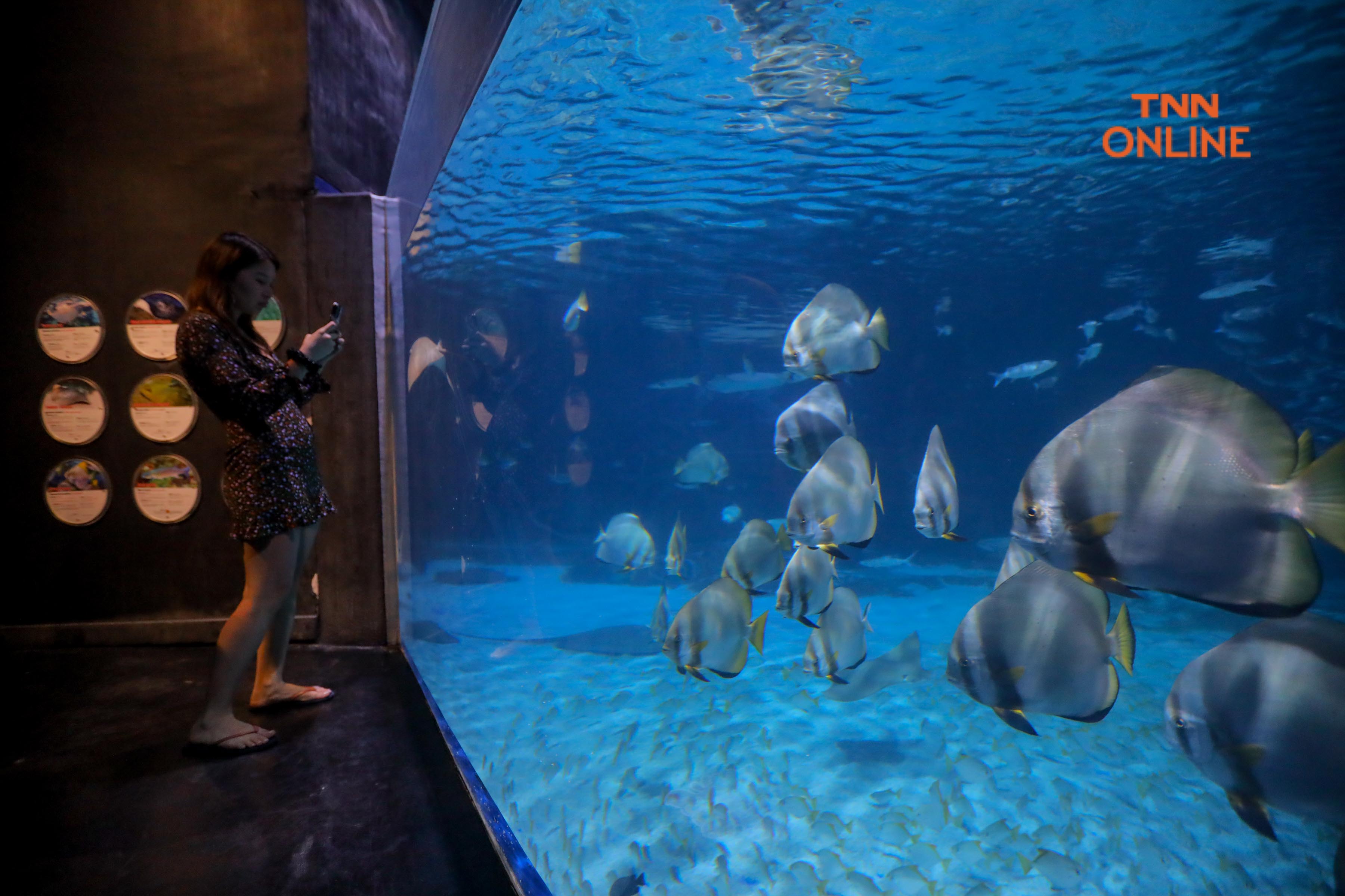ชวนเที่ยว Aquaria Phuket ร่วมสัมผัสชีวิตฝูงปลานานาพันธ์ุพร้อมดำดิ่งสู่โลกใต้ทะเล