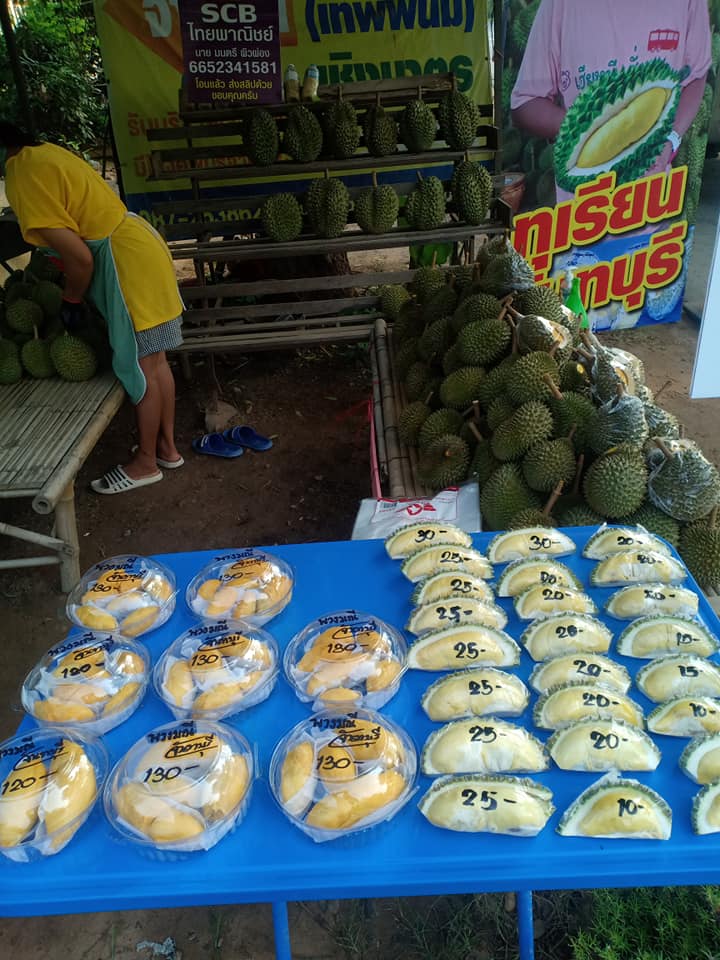 โซเชียลน้ำลายสอ “ทุเรียนพูละ 5 บาท” คนงบน้อยก็อร่อยได้ โซเชียลน้ำลายสอ “ทุเรียนพูละ 5 บาท” คนงบน้อยก็อร่อยได้