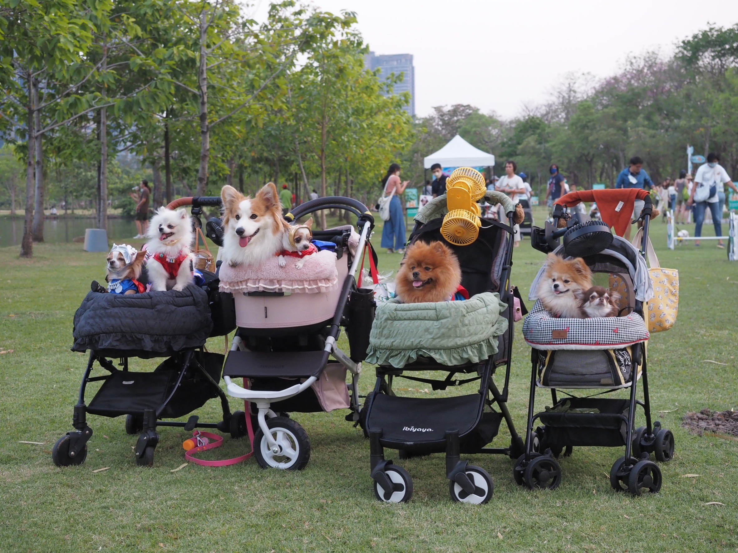 กทม. จับมือ เจอร์ไฮ-จินนี่ เปิด ‘Pet Park สวนรถไฟ’ พร้อมต้อนรับ ‘ฮีไร่ 4 ขา’ น้องหมาน้องแมว กทม. จับมือ เจอร์ไฮ-จินนี่ เปิด ‘Pet Park สวนรถไฟ’ พร้อมต้อนรับ ‘ฮีไร่ 4 ขา’ น้องหมาน้องแมว