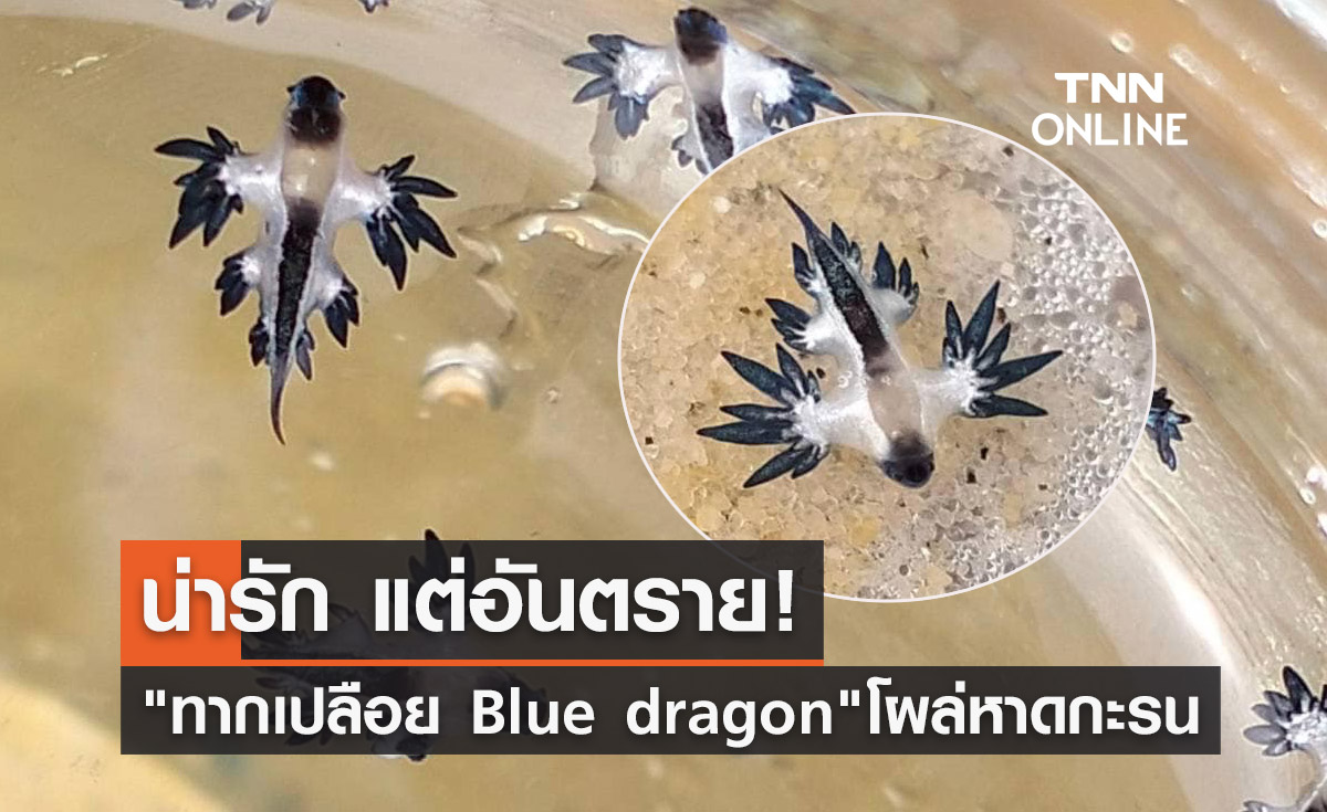 ทากเปลือย Blue dragon โผล่หาดกะรน เตือนห้ามจับเด็ดขาด!