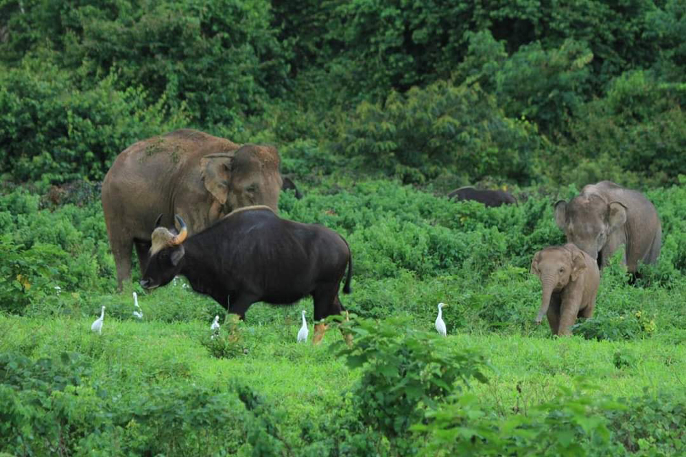 หาดูยาก! ช้างป่า-กระทิง รวมตัวออกหากินในทุ่งหญ้าเป็นจำนวนมาก