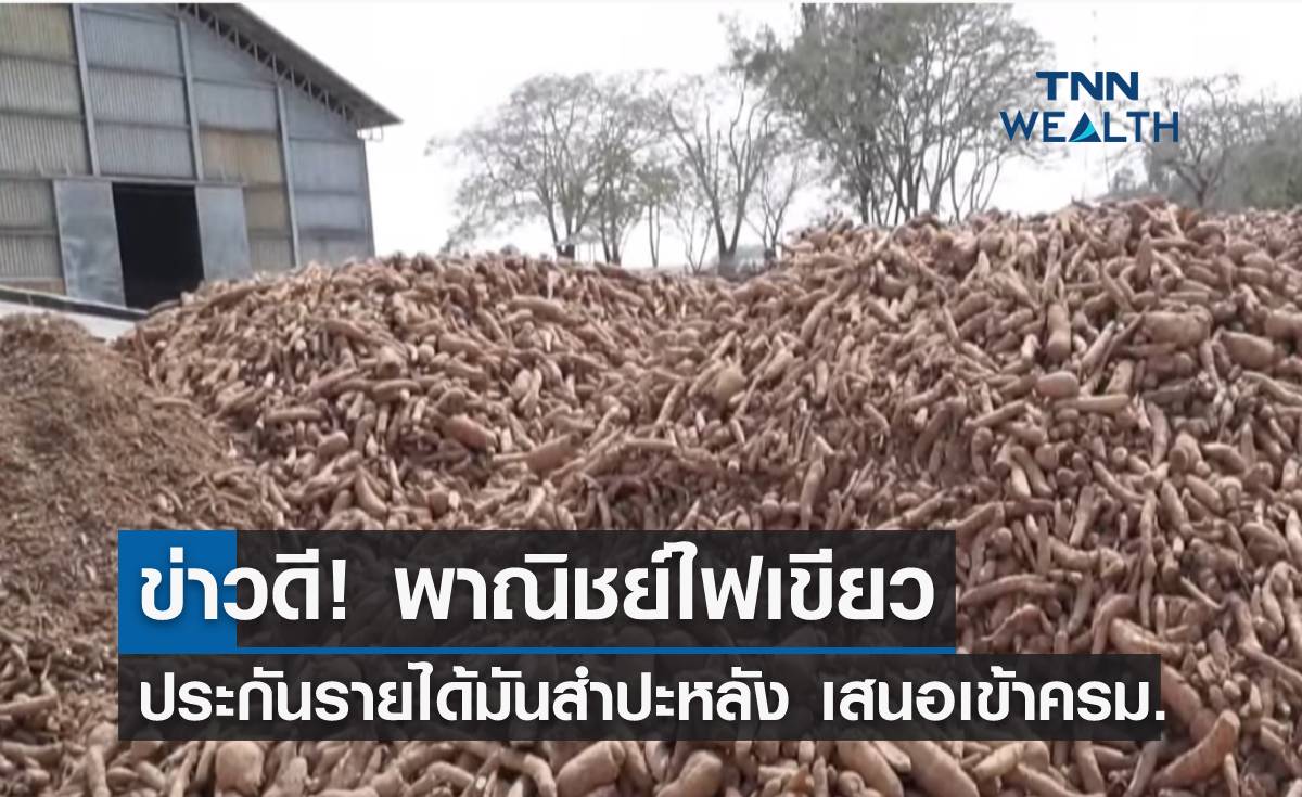 ข่าวดี! พาณิชย์ไฟเขียว ประกันรายได้มันสำปะหลัง เร่งเสนอเข้าครม.