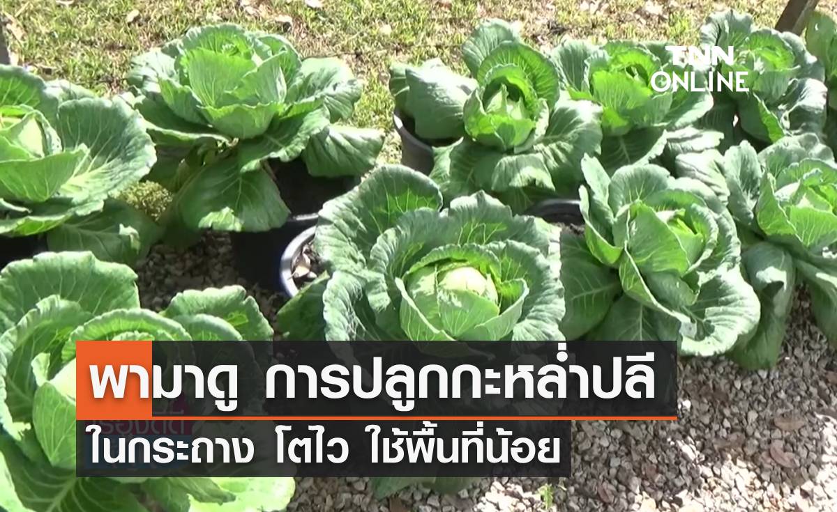 พามาดู "การปลูกกะหล่ำปลีในกระถาง" โตไวใช้พื้นที่น้อย ขนย้ายสะดวก