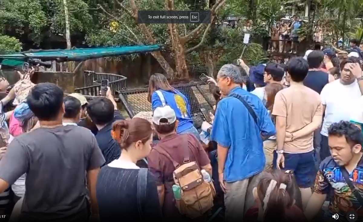 แฟนคลับน้องหมูเด้งแน่นสวนสัตว์เขาเขียว แฟนคลับน้องหมูเด้งแน่นสวนสัตว์เขาเขียว