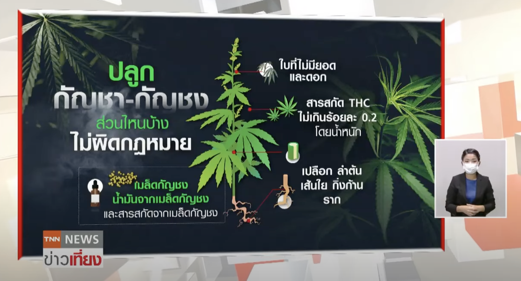 (คลิป) เปิดข้อกฎหมายปลดล็อก กัญชา-กัญชง ปชช.จดแจ้งปลูกกัญชากว่า 1 แสนคน 