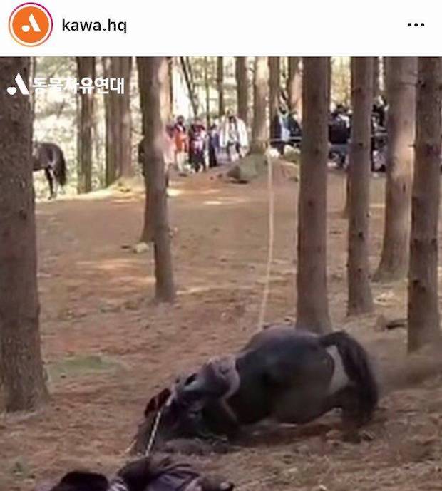 ล่ารายชื่อเอาผิด!! ซีรีส์ดังเกาหลีทารุณม้าเข้าฉากจนเสียชีวิต?