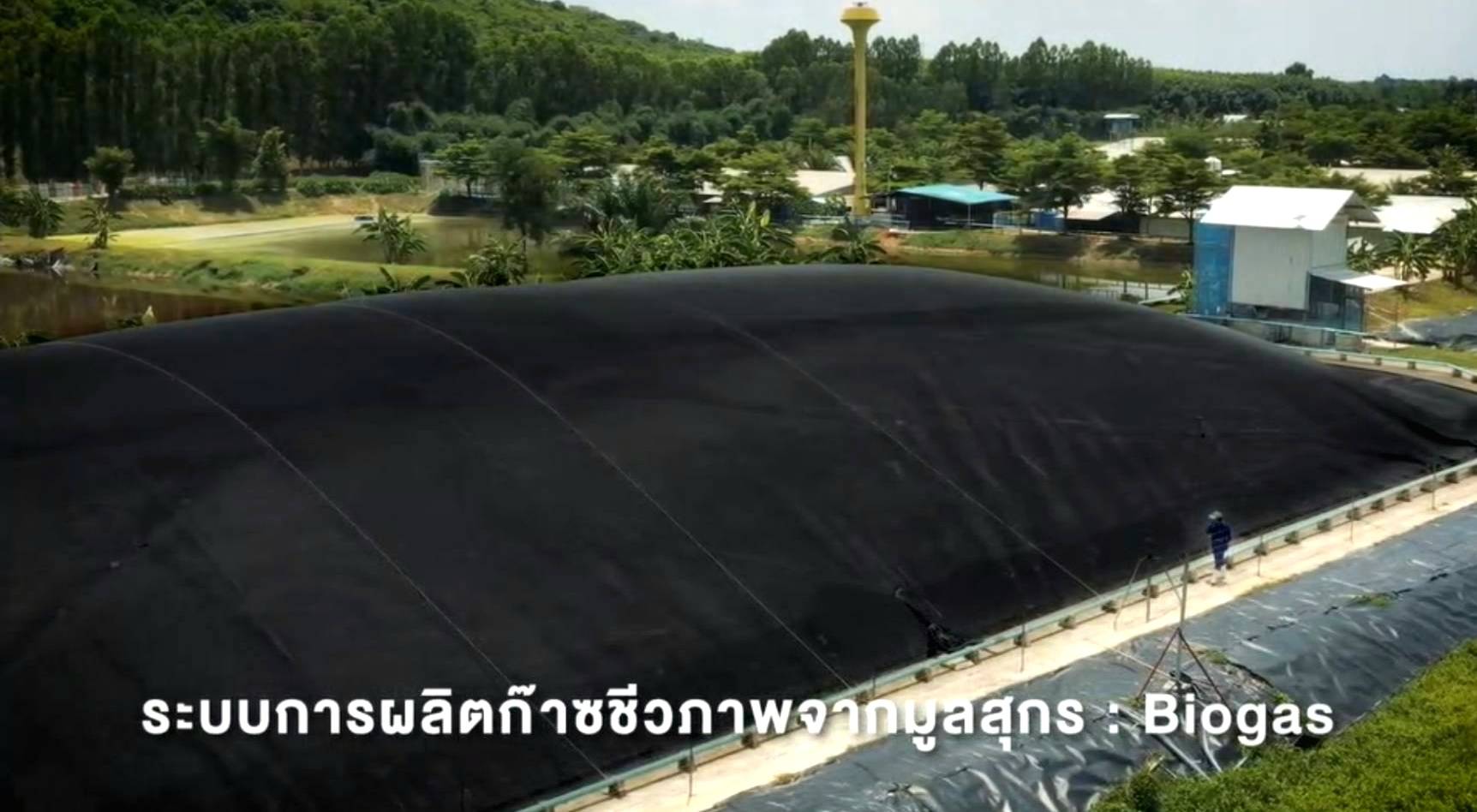 ตามไปดู CPF Greenfarm เลี้ยงหมูปลอดสาร เป็นมิตรสิ่งแวดล้อม
