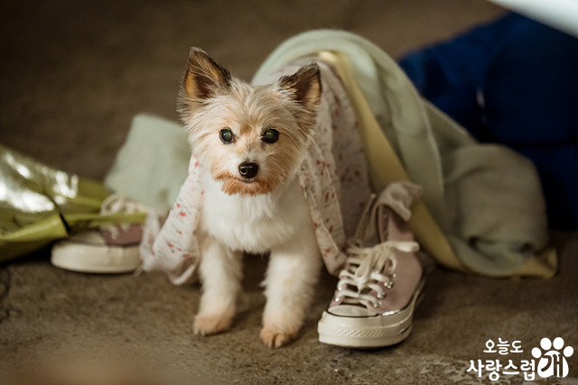 A Good Day to Be a Dog รักวุ่น ๆ ของคนถูกสาปให้เป็นสุนัข A Good Day to Be a Dog รักวุ่น ๆ ของคนถูกสาปให้เป็นสุนัข