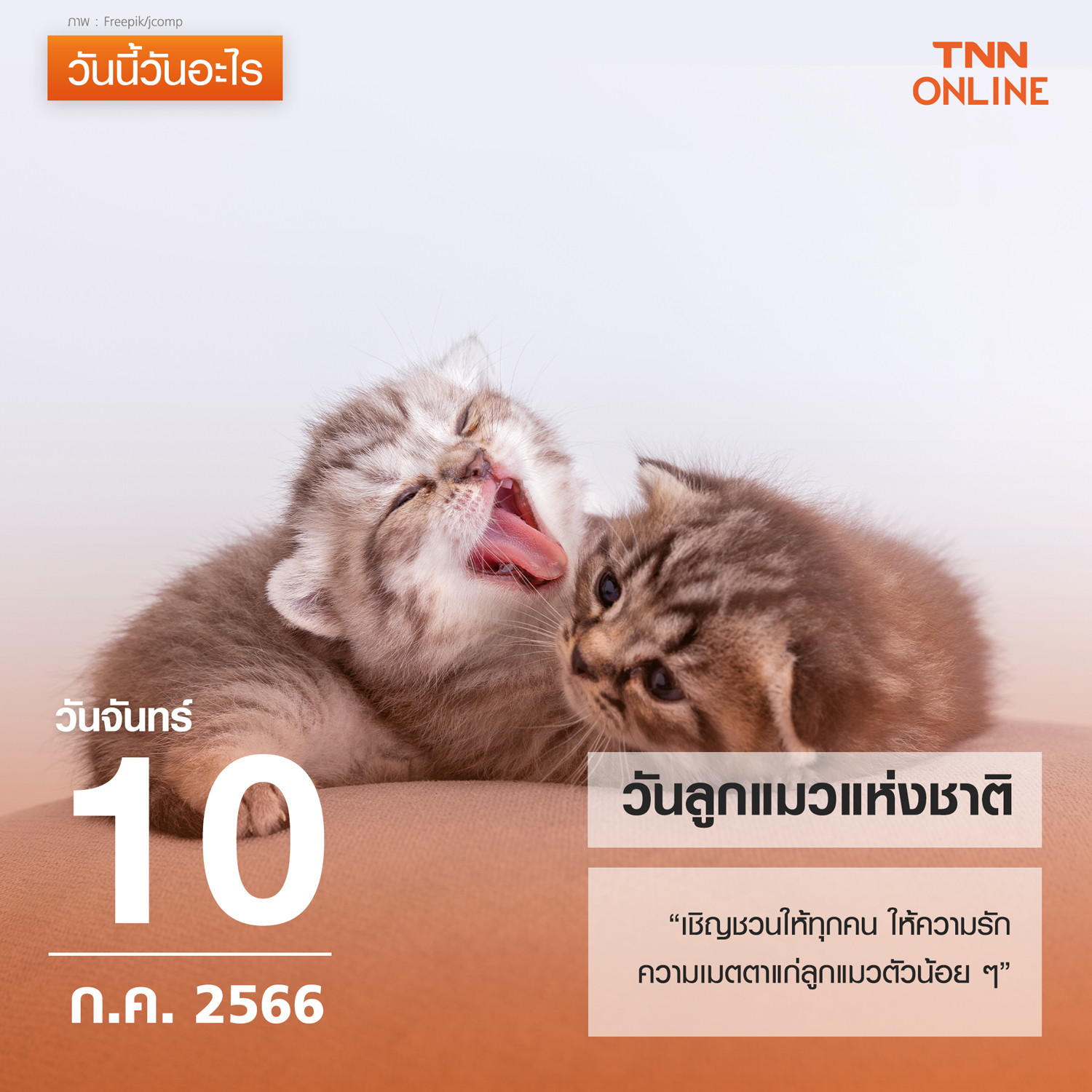 วันนี้วันอะไร 10 กรกฎาคม ตรงกับ วันลูกแมวแห่งชาติ วันนี้วันอะไร 10 กรกฎาคม ตรงกับ วันลูกแมวแห่งชาติ