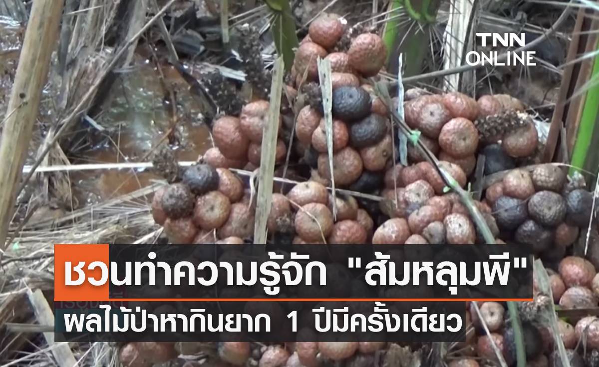 ชวนทำความรู้จัก "ส้มหลุมพี" ผลไม้ป่าหากินยาก ทำเงินปัง 1 ปีมีครั้งเดียว