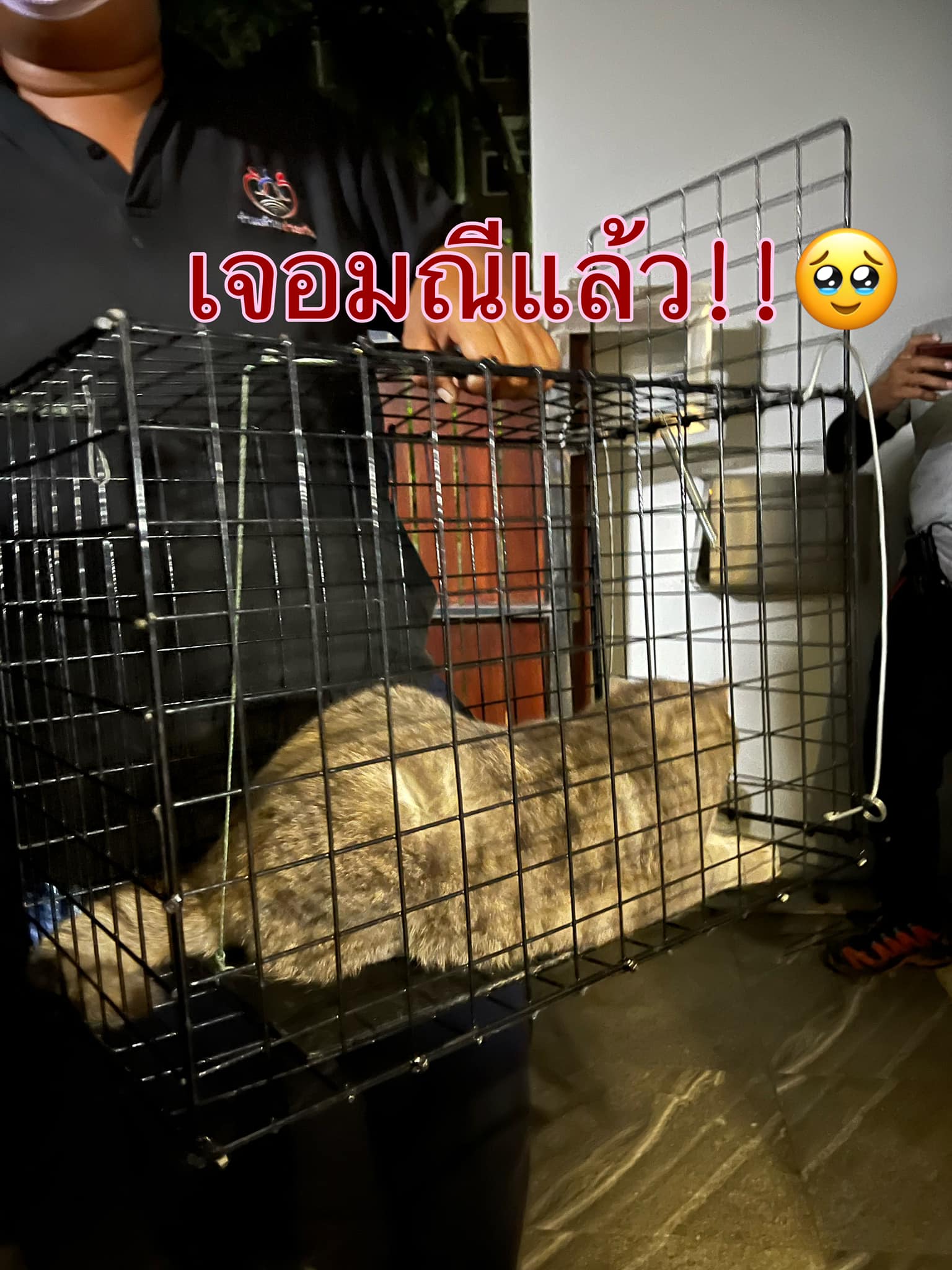 เจอตัวแม่มณีแล้ว! เจ้าของเผยเดินกลับเข้าหมู่บ้านมาเอง เจอตัวแม่มณีแล้ว! เจ้าของเผยเดินกลับเข้าหมู่บ้านมาเอง