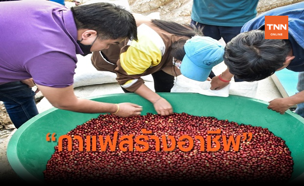 เครือซีพี ชูความสำเร็จโมเดล “กาแฟสร้างอาชีพ”เก็บเกี่ยวผลผลิตปีแรก