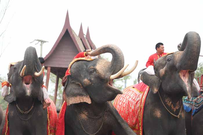 “วันช้างไทย” แลเพนียด ทำบุญ-เลี้ยงอาหารช้าง เพื่อเป็นสิริมงคล “วันช้างไทย” แลเพนียด ทำบุญ-เลี้ยงอาหารช้าง เพื่อเป็นสิริมงคล