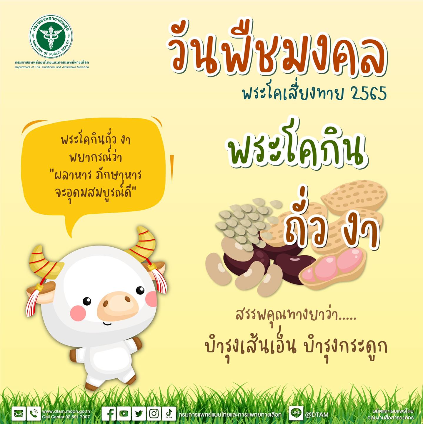 วันพืชมงคล 2565 พระโคเลือกกิน น้ำ หญ้า ถั่ว เหล้า เปิดสรรพคุณทางยาที่ควรรู้