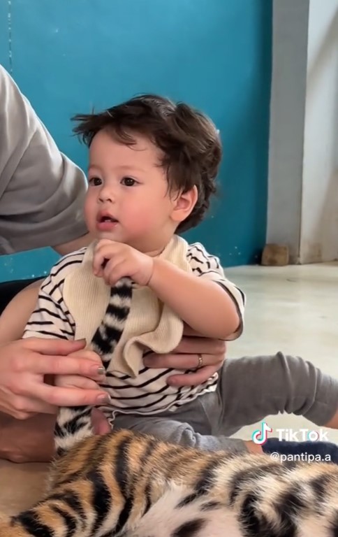 ปุ้มปุ้ย อวดโมเมนต์สุดน่ารัก น้องไซอัลบลู ทำพีคจัด เจอเสือครั้งแรก! ปุ้มปุ้ย อวดโมเมนต์สุดน่ารัก น้องไซอัลบลู ทำพีคจัด เจอเสือครั้งแรก!