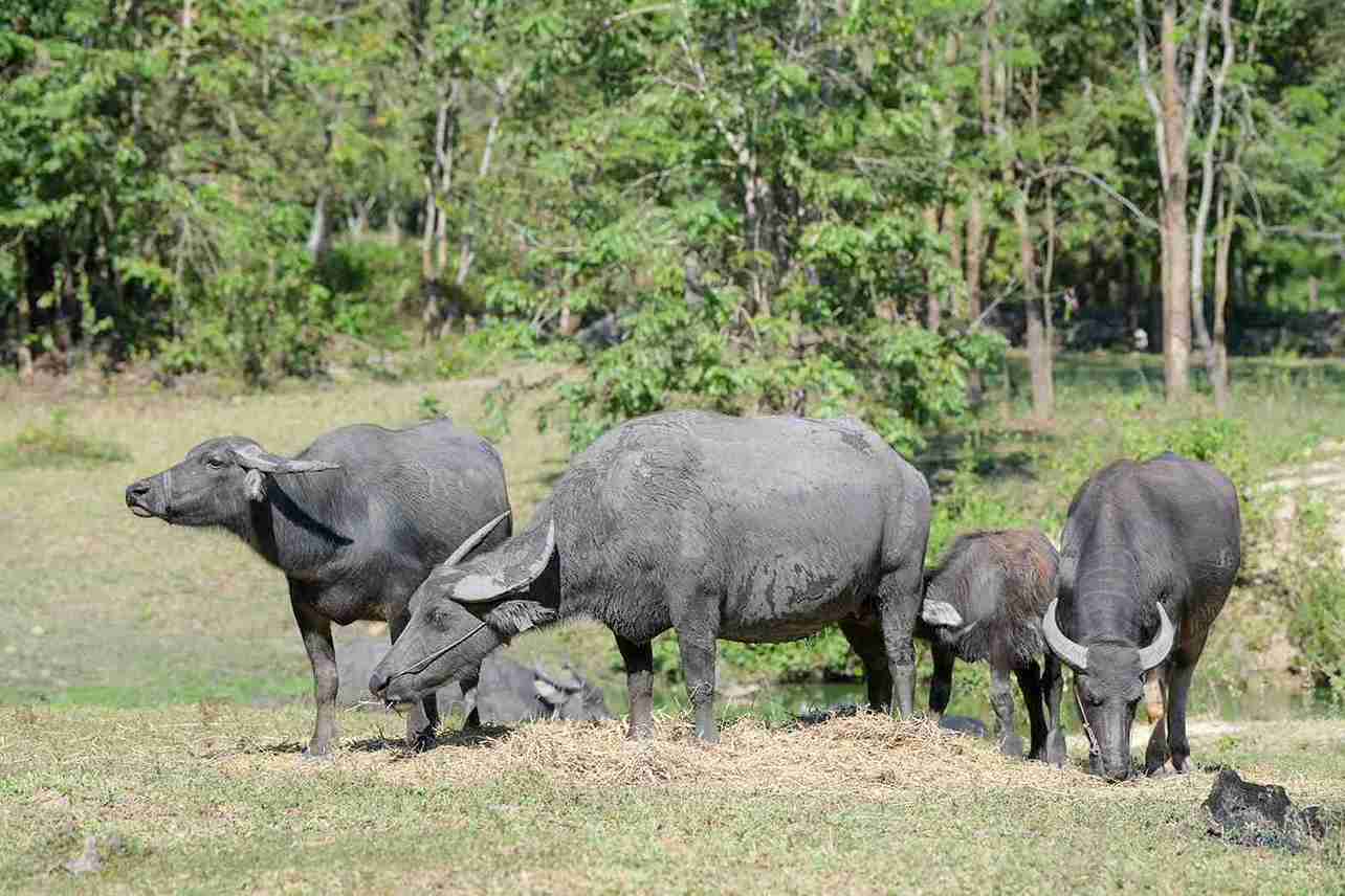มูลนิธิเจริญโภคภัณฑ์ ร่วมกับมหาวิทยาลัยเกษตรศาสตร์ จัดทำหนังสือ “ความสามารถทางพันธุกรรมพ่อแม่พันธุ์กระบือ 2566 มูลนิธิเจริญโภคภัณฑ์ ร่วมกับมหาวิทยาลัยเกษตรศาสตร์ จัดทำหนังสือ “ความสามารถทางพันธุกรรมพ่อแม่พันธุ์กระบือ 2566