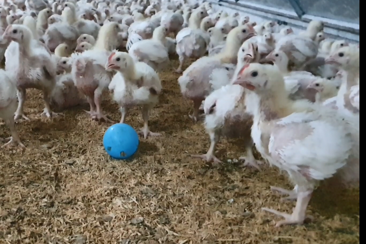 ซีพีเอฟได้รับรอง LR Farm F1rst ตอกย้ำการผลิตไก่เนื้อ ซีพีเอฟได้รับรอง LR Farm F1rst ตอกย้ำการผลิตไก่เนื้อ