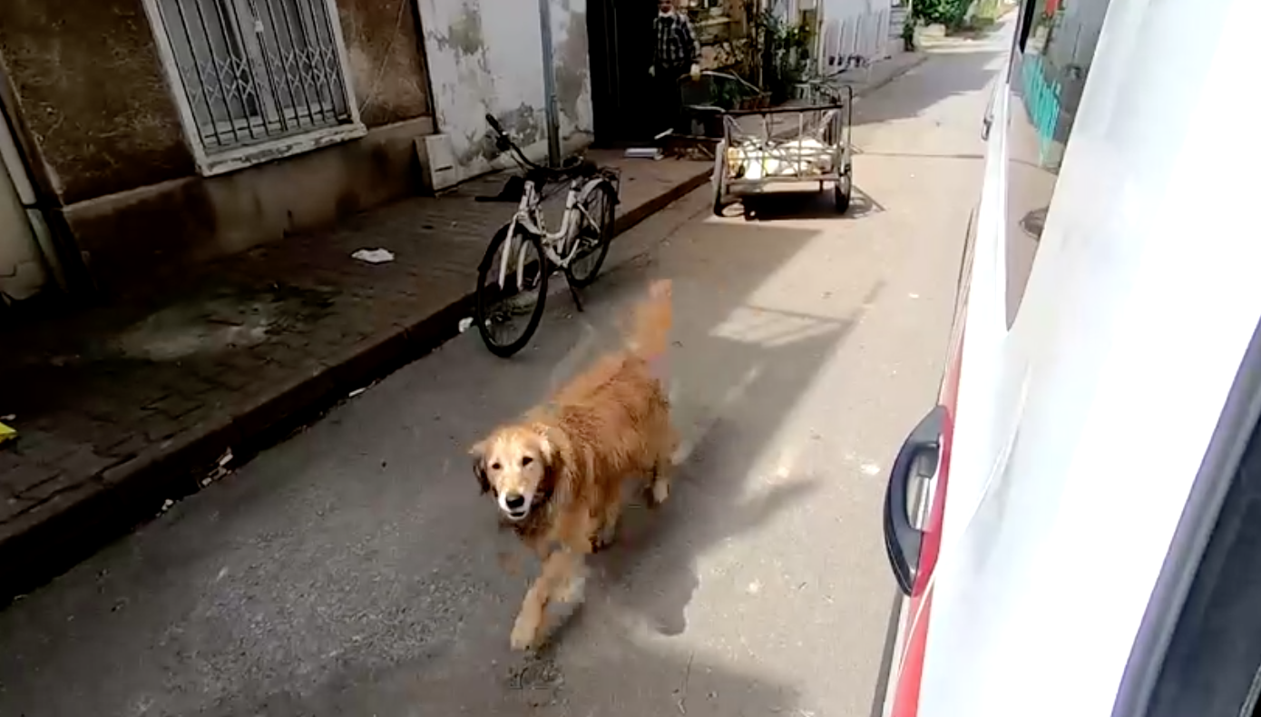 เอ็นดู! สุนัขวิ่งตามรถพยาบาลส่งเจ้าของไปรักษาตัว