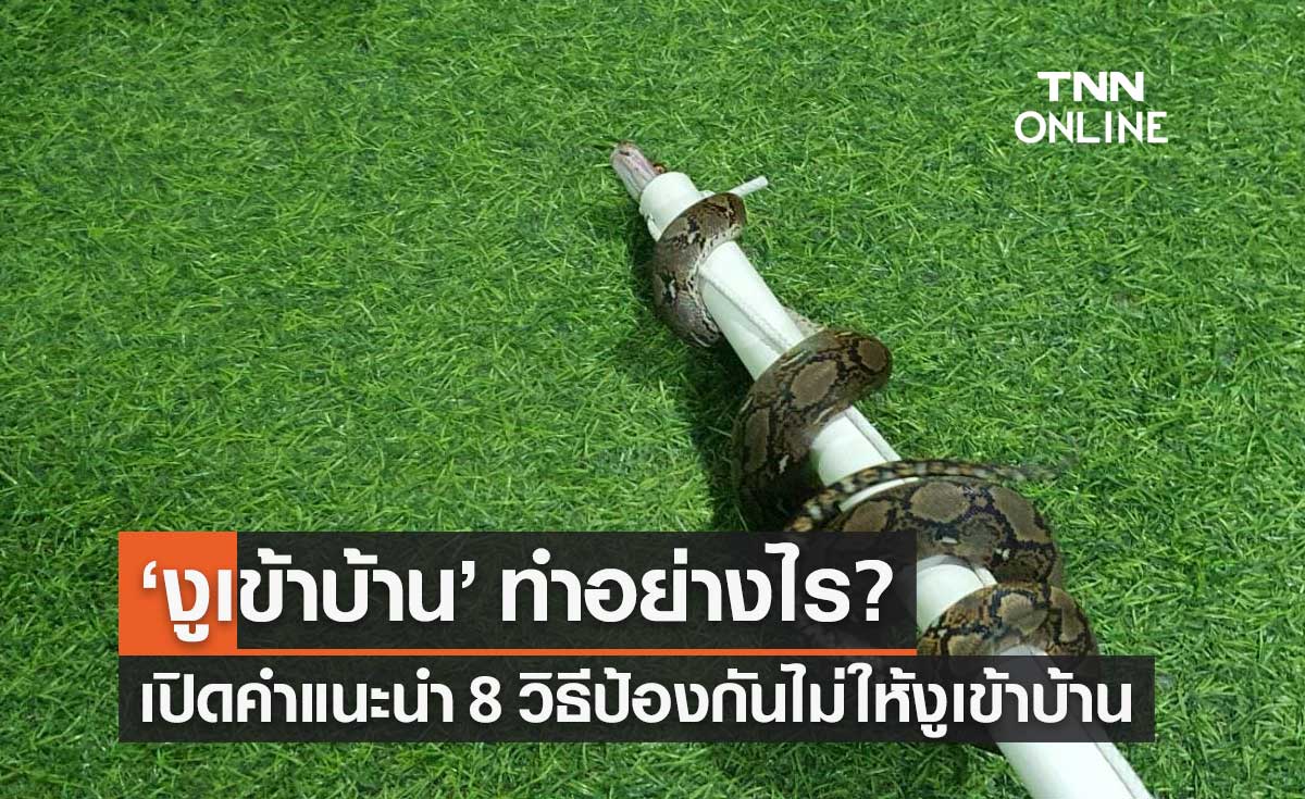 งูเข้าบ้าน ทำไงดี? เปิด 8 ข้อแนะนำ ป้องกันแขกไม่ได้รับเชิญเข้าบ้านช่วงหน้าฝน