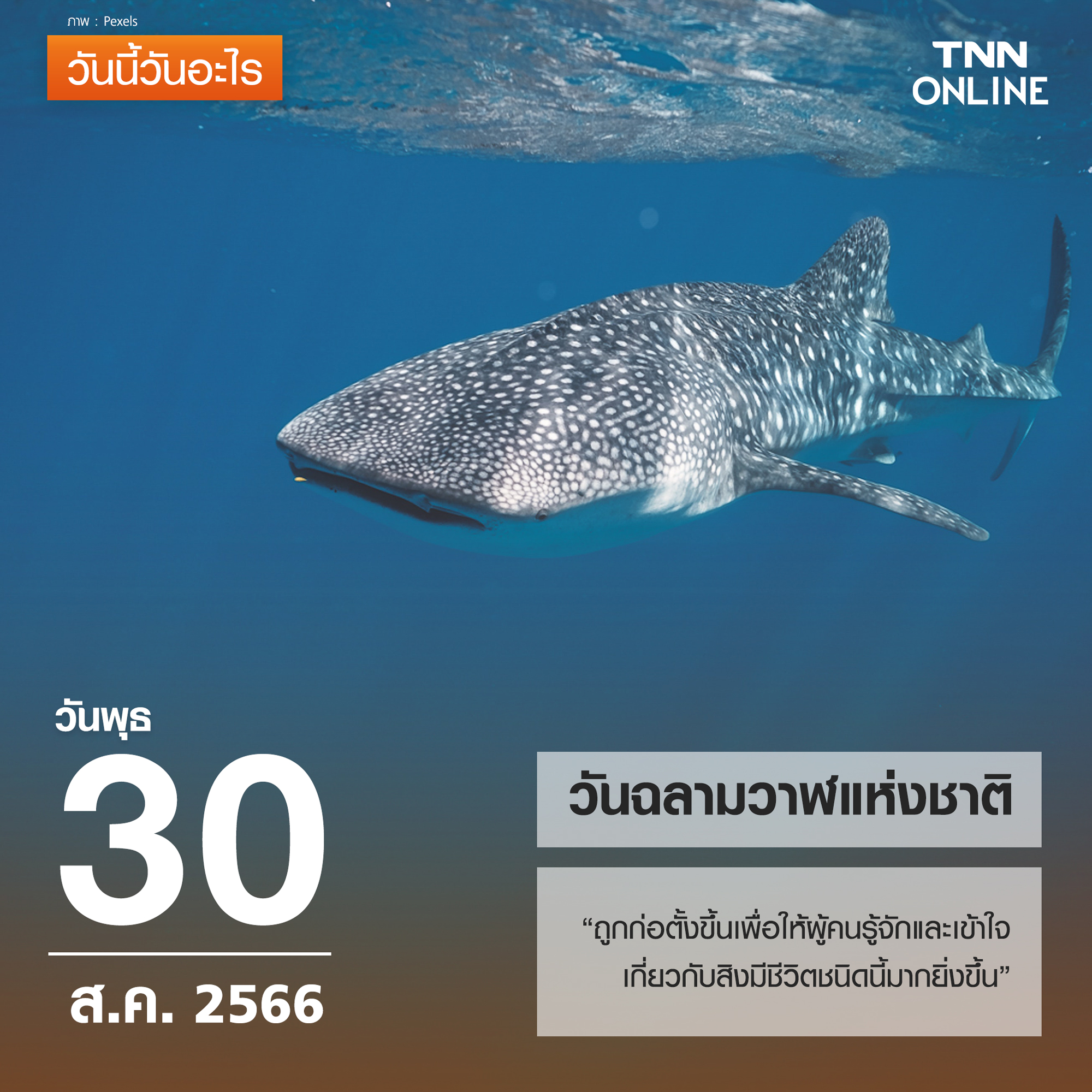 วันนี้วันอะไร วันที่ 30 สิงหาคม ถูกกำหนดให้เป็น วันฉลามวาฬแห่งชาติ วันนี้วันอะไร วันที่ 30 สิงหาคม ถูกกำหนดให้เป็น วันฉลามวาฬแห่งชาติ