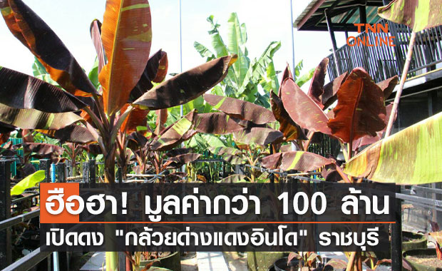 ฮือฮา! เปิดดง กล้วยด่างแดงอินโด มูลค่า 100 ล้าน ที่ราชบุรี