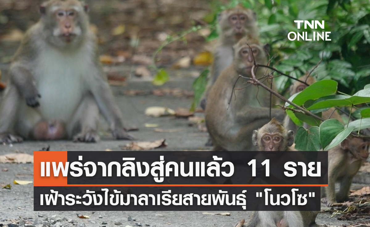 ตราด เข้มเฝ้าระวังไข้มาลาเรียสายพันธุ์ โนวโซ แพร่จากลิงสู่คน หลังพบแล้ว 11 ราย