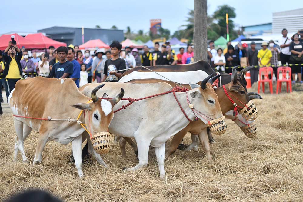 การแข่งขันกีฬาวัวลาน ประเพณีพื้นบ้านของคนไทย ช่วยกระตุ้นเศรษฐกิจในชุมชน การแข่งขันกีฬาวัวลาน ประเพณีพื้นบ้านของคนไทย ช่วยกระตุ้นเศรษฐกิจในชุมชน