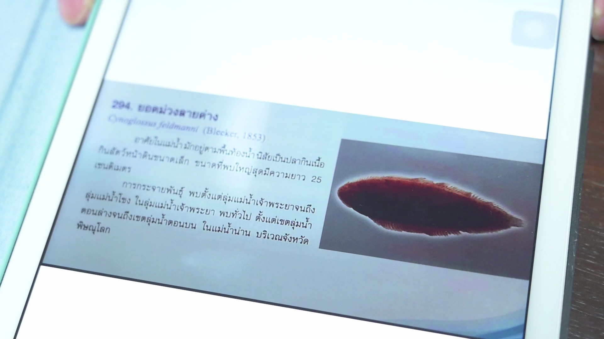 รู้แล้ว! ปลาประหลาด ในคลองพระองค์เจ้าไชยานุชิต รู้แล้ว! ปลาประหลาด ในคลองพระองค์เจ้าไชยานุชิต