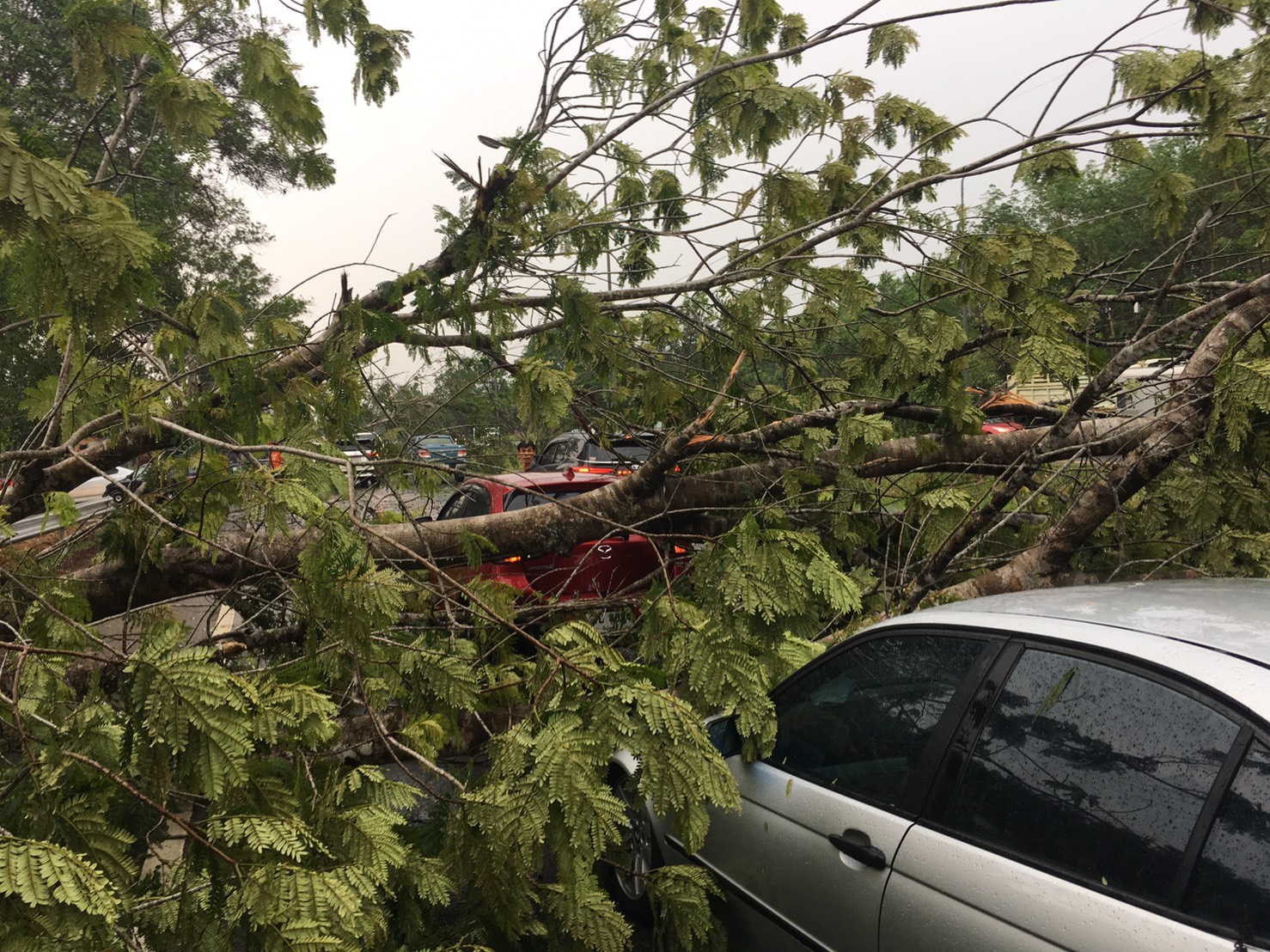 พายุฝนถล่มตราด ต้นไม้ริมถนนล้มทับรถ 3 คัน พายุฝนถล่มตราด ต้นไม้ริมถนนล้มทับรถ 3 คัน