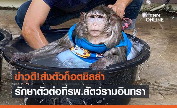 ส่ง ‘ก็อตซิลล่า' รักษาต่อ รพ.สัตว์ ย่านรามอินทรา ส่ง ‘ก็อตซิลล่า' รักษาต่อ รพ.สัตว์ ย่านรามอินทรา