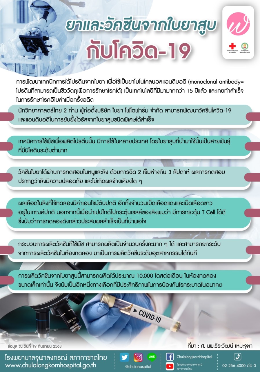 จับตา ‘วัคซีนใบยาป้องกันโควิด’ฝีมือคนไทยทดสอบในมนุษย์ก.ย.นี้ จับตา ‘วัคซีนใบยาป้องกันโควิด’ฝีมือคนไทยทดสอบในมนุษย์ก.ย.นี้