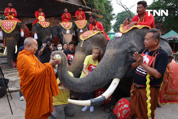 “วันช้างไทย” แลเพนียด ทำบุญ-เลี้ยงอาหารช้าง เพื่อเป็นสิริมงคล “วันช้างไทย” แลเพนียด ทำบุญ-เลี้ยงอาหารช้าง เพื่อเป็นสิริมงคล