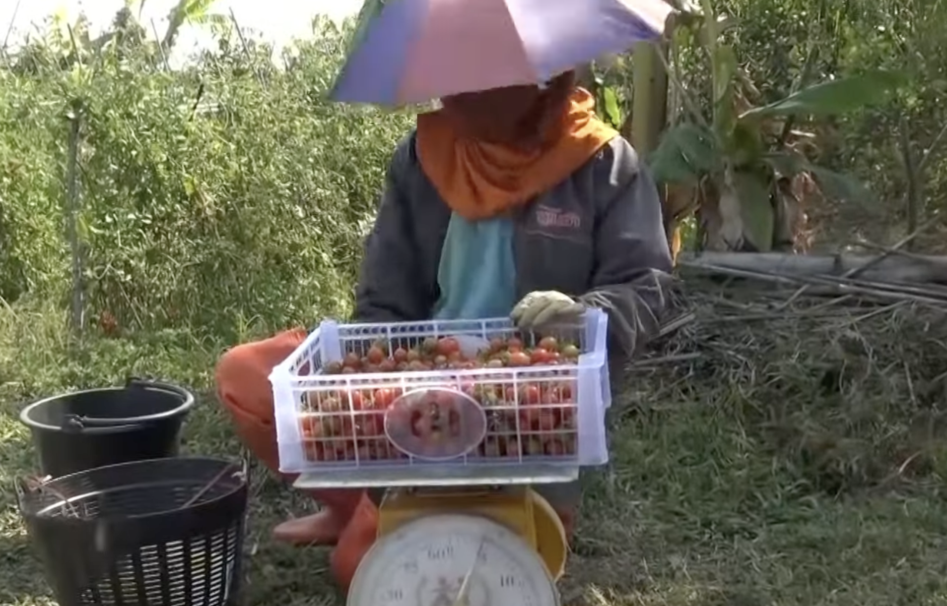 ปลูกมะเขือเทศราชินีริมฝั่งโขง ผลผลิตดี รายได้งาม