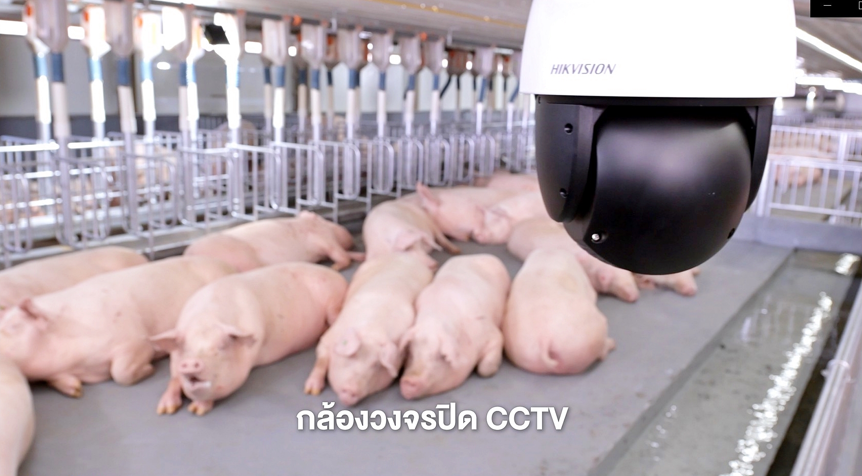 ซีพีเอฟ เดินหน้า Greenfarm - Smart Farm ยกระดับการเลี้ยงหมูปลอดภัยเป็นมิตรกับสิ่งแวดล้อม