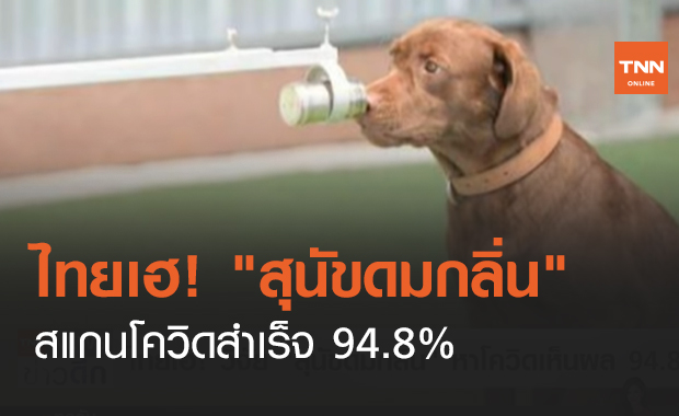 ไทยเฮ! สุนัขดมกลิ่น สแกนโควิดสำเร็จ 94.8% (คลิป) 
