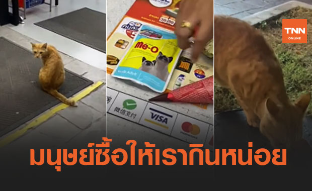 เหมียวแสนฉลาดนั่งรอหน้าร้านสะดวกซื้อ รอคนใจดีซื้ออาหารแมวมาเสิร์ฟ