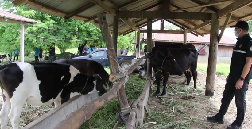ประจวบฯ ประกาศเขตโรคระบาด ลัมปีสกิน หลังพบวัวป่วยแล้ว 426 ตัว ประจวบฯ ประกาศเขตโรคระบาด ลัมปีสกิน หลังพบวัวป่วยแล้ว 426 ตัว