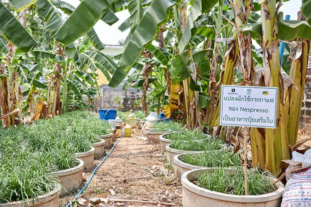 “เนสเพรสโซ” จากเมล็ดพันธุ์กาแฟสู่เมล็ดพันธุ์แห่งความยั่งยืนของโลกในอนาคต