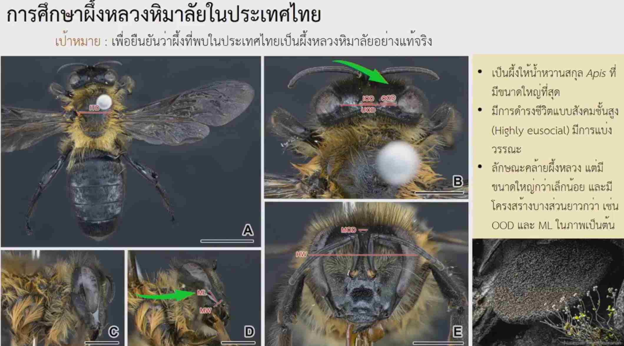 ครั้งแรกในไทย! กรมอุทยานแห่งชาติสัตว์ป่าฯ แถลงพบ ผึ้งหลวงหิมาลัย