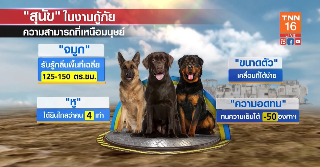 เปิดเหตุผล สุนัข ความสามารถที่เหนือมนุษย์ ทำไมมักได้รับหน้าที่ในภารกิจกู้ภัย เปิดเหตุผล สุนัข ความสามารถที่เหนือมนุษย์ ทำไมมักได้รับหน้าที่ในภารกิจกู้ภัย