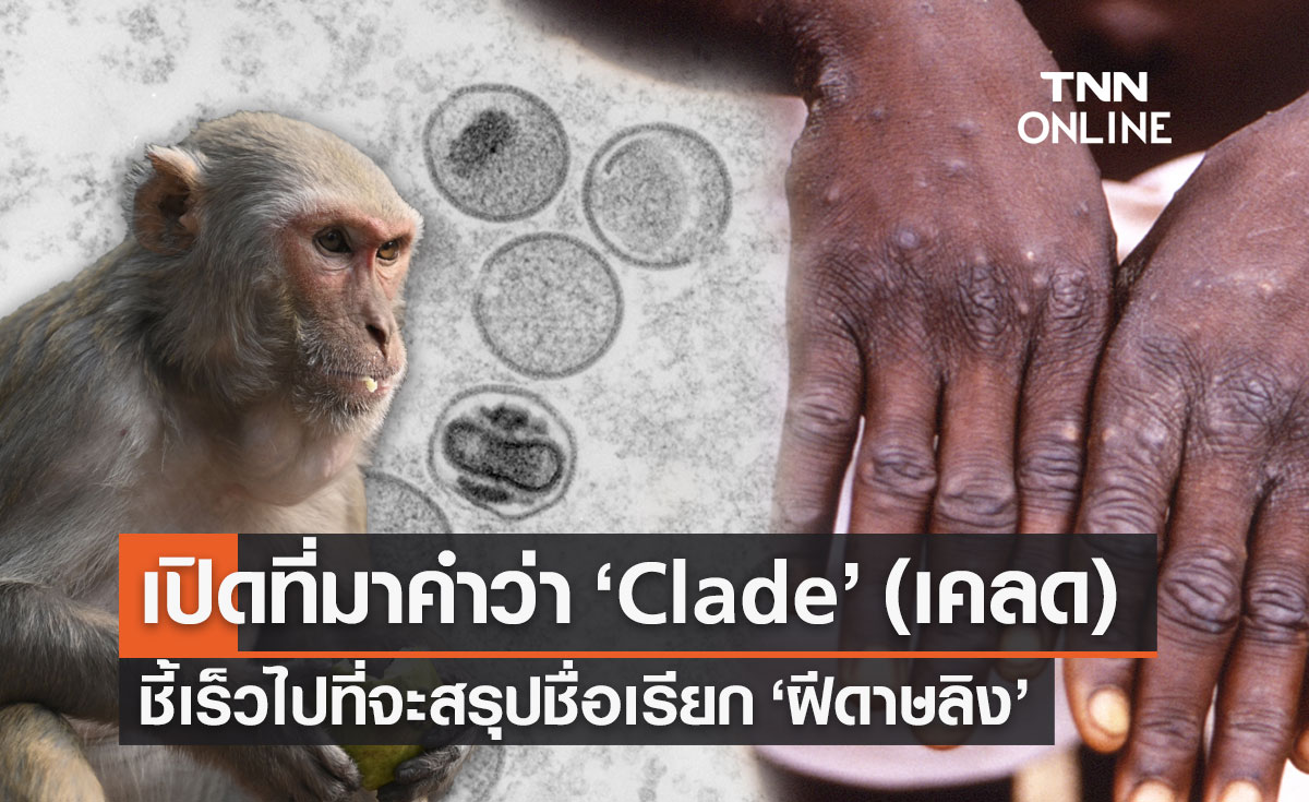 เปิดที่มาคำว่า Clade (เคลด) หมอยง ชี้ยังเร็วไปที่จะสรุปชื่อเรียก ฝีดาษลิง