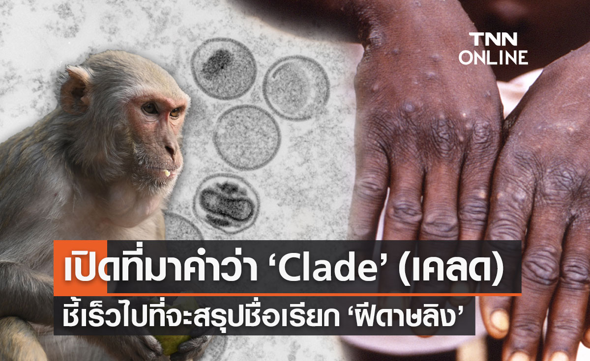 เปิดที่มาคำว่า "Clade" (เคลด) "หมอยง" ชี้ยังเร็วไปที่จะสรุปชื่อเรียก "ฝีดาษลิง"